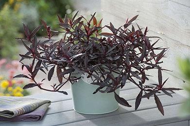 《主人公》登陆PC＆PS平台 3D迷宫RPG学习日语